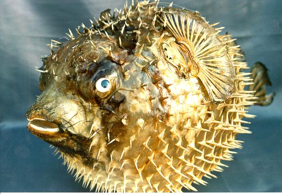 PESCE ISTRICE 15-16" 