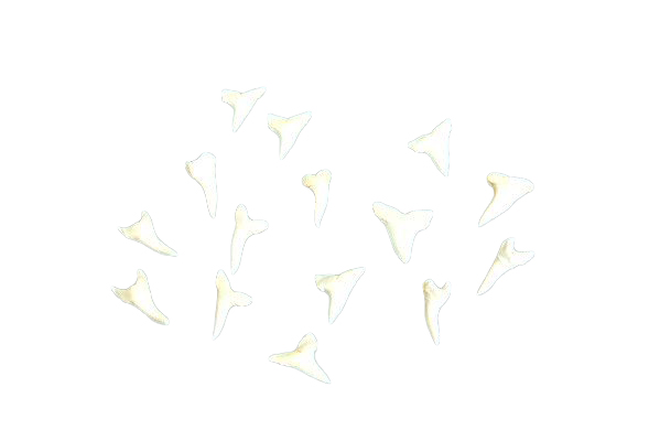 DENTI DI SQUALO MAKO 1" cm. 2,5 