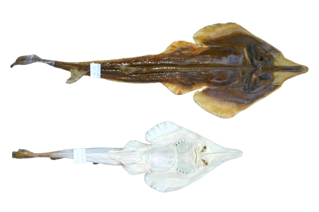 PESCE STINGRAY 20-22 