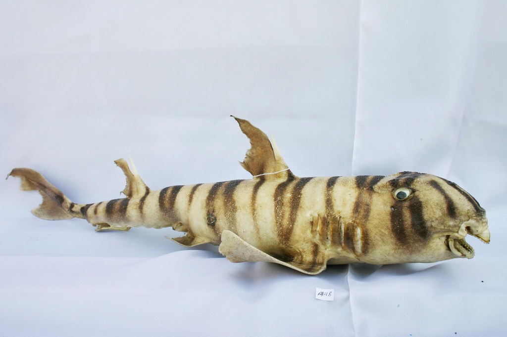 BULL HEAD SHARK 22-24" 