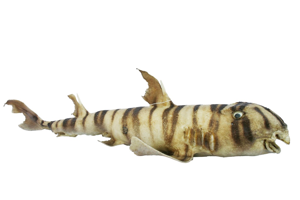BULL HEAD SHARK 22-24" 
