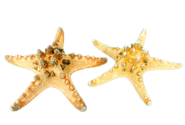 STELLA LONGISPINUS GIGANTE 10" UP DIAM CM 25-30 