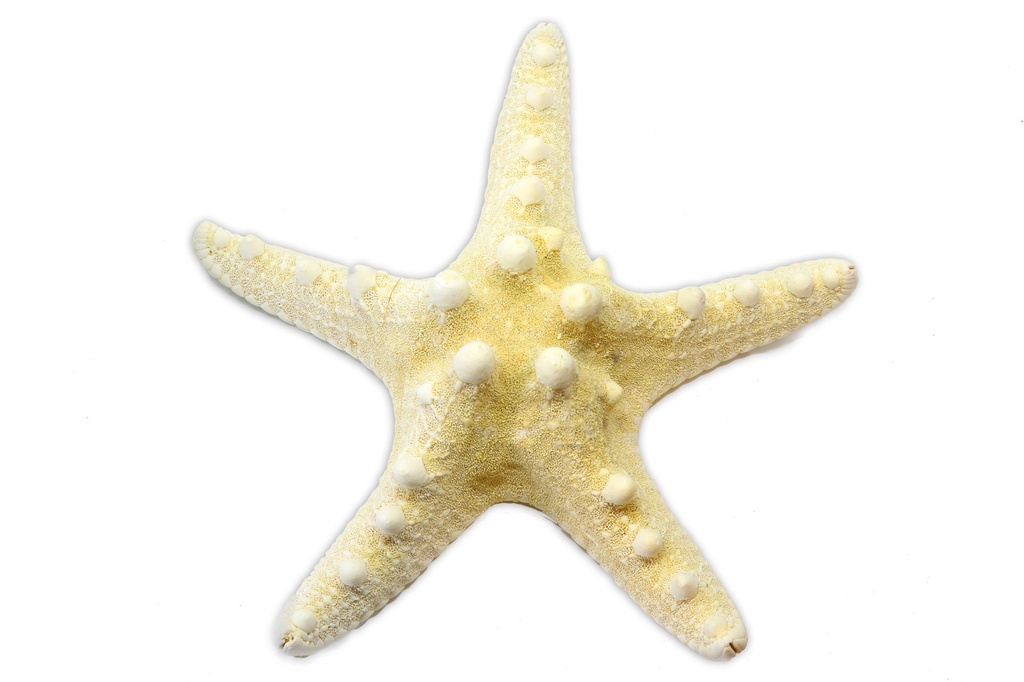 STELLA LONGISPINUS PICCOLA 5-6" BIANCA CM 12.5-15