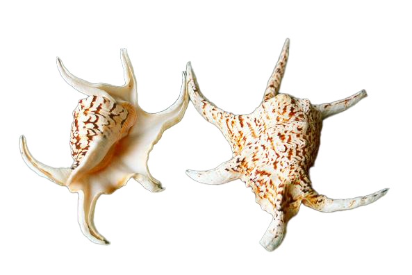 LAMBIS CHIRAGRA FEMMINA MEDIA CM 17-18