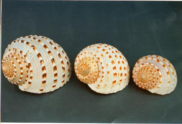 TONNA TESSELLATA GRANDE 4"-5" CM.12 