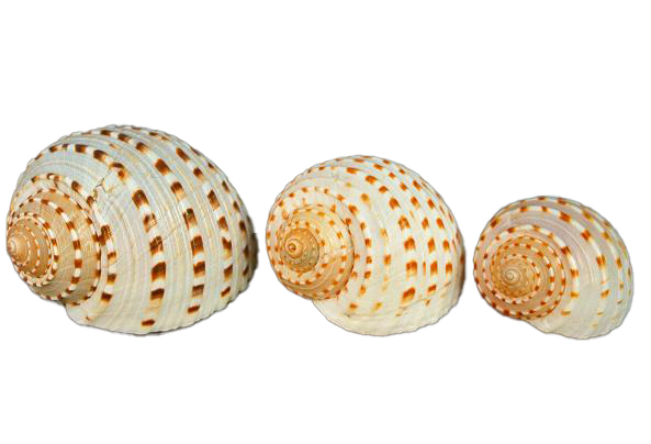 TONNA TESSELLATA MEDIA 3"-4" CM.9-10 