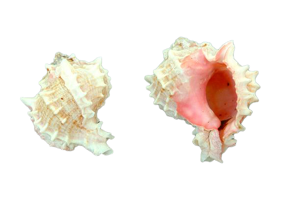 MUREX BICOLOR PICCOLA 2.5 UP CM 6-7 