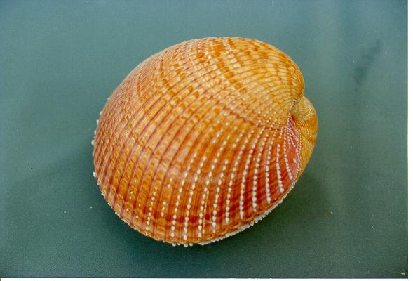 CARDIUM PSEUDOLINA GRANDE ACCOPPIATO 4-5" CM 11-12 