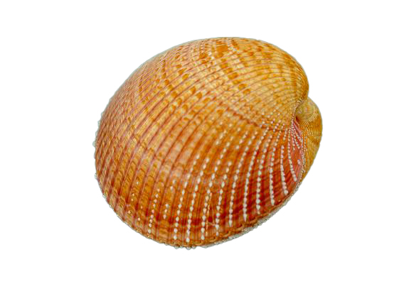 CARDIUM PSEUDOLINA GIGANTE ACCOPPIATO 5 UP CM 13-14