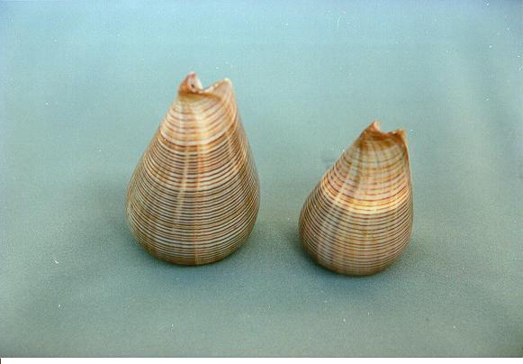 CONUS FIGULINUS GRANDE 4" UP CM 7-8 