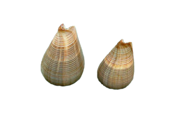 CONUS FIGULINUS GRANDE 4" UP CM 7-8 