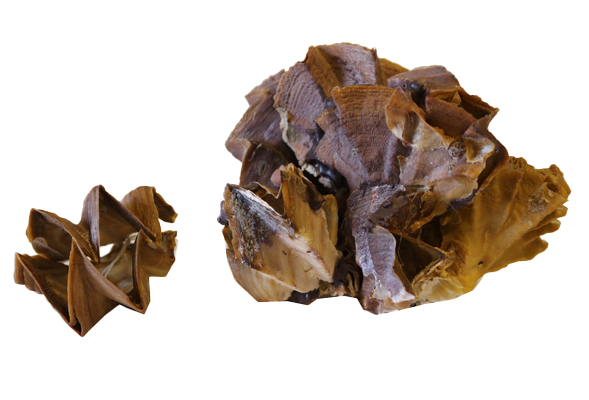 OSTREA CRISTAGALLI 3"-4"  CM 8 