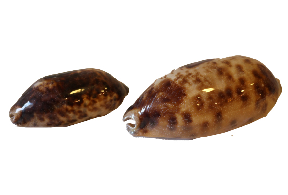 CYPREA TESTUDINARIA 4"-5" CM 10 