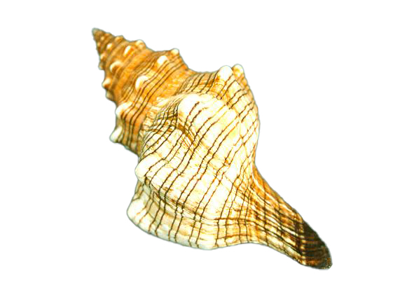 FASCIOLARIA TRAPEZIUM GRANDE 6"-7"  CM 17 
