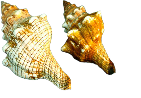 FASCIOLARIA TRAPEZIUM MEDIA 5"-6" CM 15 