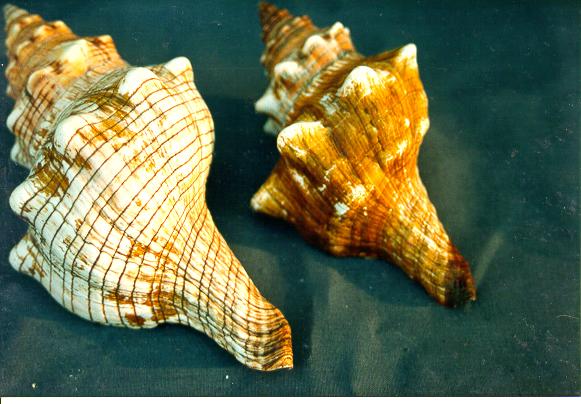 FASCIOLARIA TRAPEZIUM PICCOLA 4"-5" CM 13 