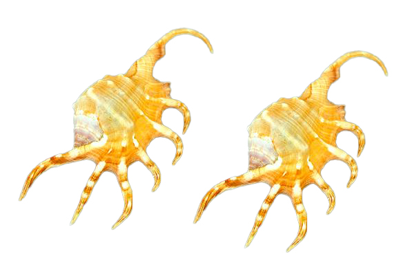 LAMBIS SCORPION 1Â° QUALITA' CM 12 