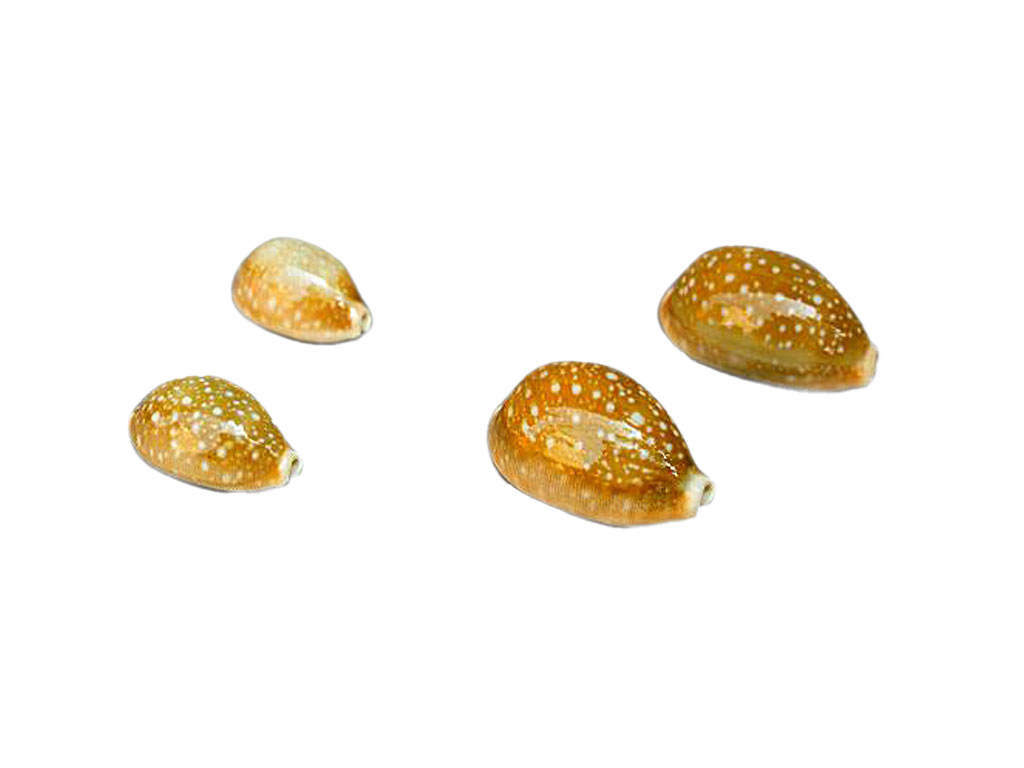 CYPREA VITELLUS GRANDE CM 5 