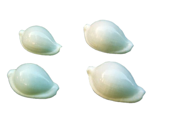 OVULA OVUM MEDIA CM 6 