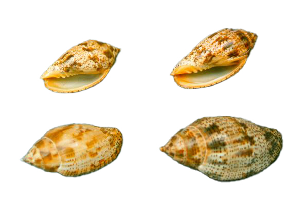 VOLUTA LAPPONICA MEDIA CM 7 