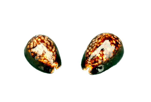CYPREA MAURITIANA GRANDE CM 8-9 