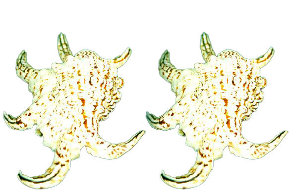 LAMBIS ARTRITICA CM 14 