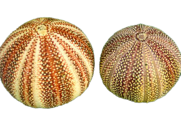 RICCIO MARINO GRANDE 