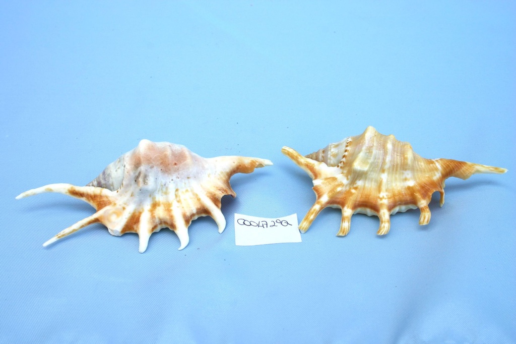LAMBIS CROCCATA LARGE 2Â° QUALITA' CM 11 