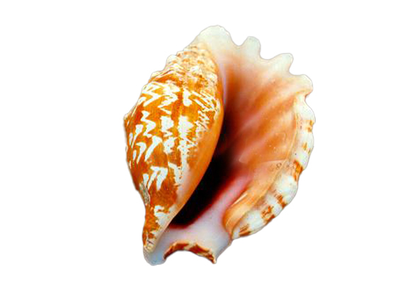 STROMBUS SINUATUS L.12,5cm 