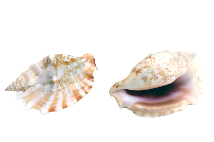 STROMBUS SINUATUS L.12,5cm 2Q 