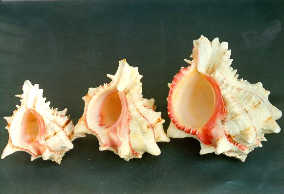 MUREX BRASSICA PICCOLA CM 8-9 