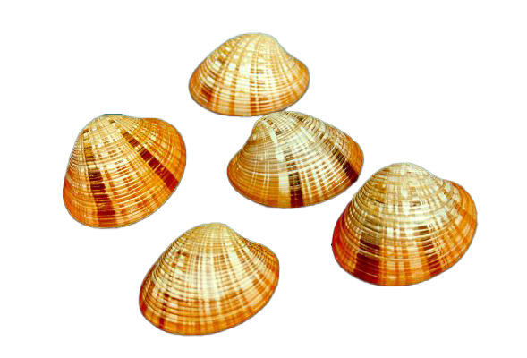 CALLISTA ERYCINA DIAM CM 6 