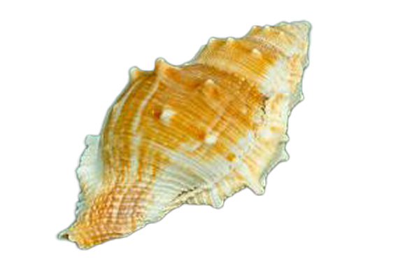 BURSA RANA GIALLA 3"-4" CM 8-9 