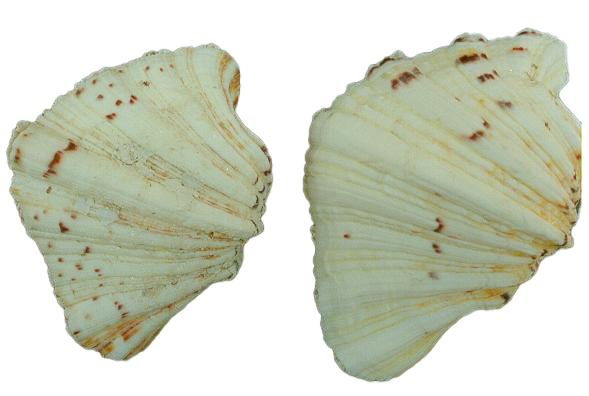* HYPOPUS SINGOLO LIMATO 5-6" CM.13-15 PARI A Kg.