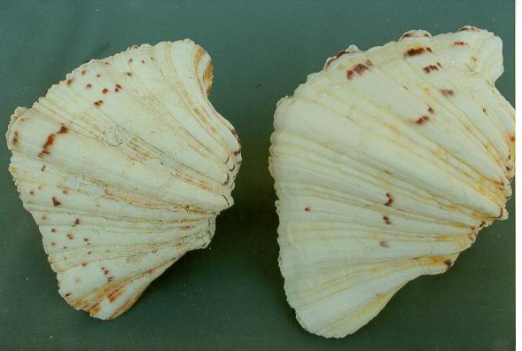 * HYPOPUS ACCOPPIATO PICCOLO CM. 12 