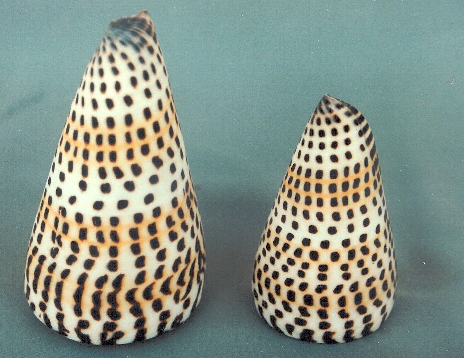CONUS LITTERATUS PICCOLO 3-BELOW CM 6-7 