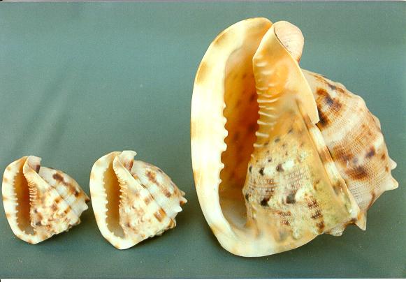 CASSIS CORNUTA 4-5 CM 10-13 