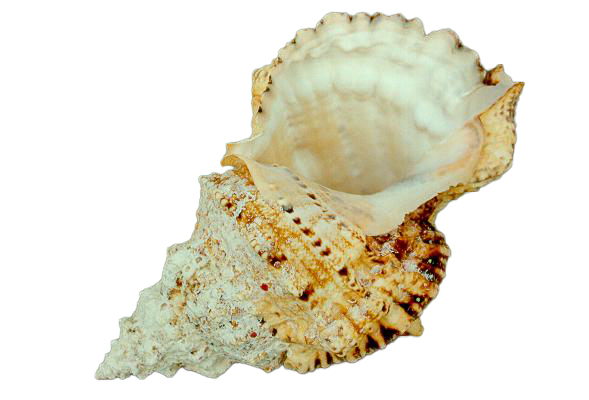 RANELLA LAMPAS 7" 2A QUALITA'  CM 18 