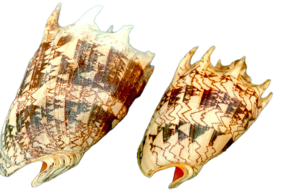 VOLUTA IMPERIALIS H.P. 04" - 10cm 2Q 