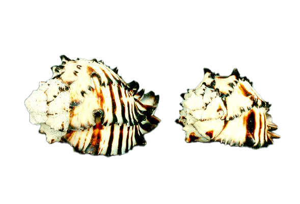 MUREX NIGRITUS PICCOLA 3-3.5" 