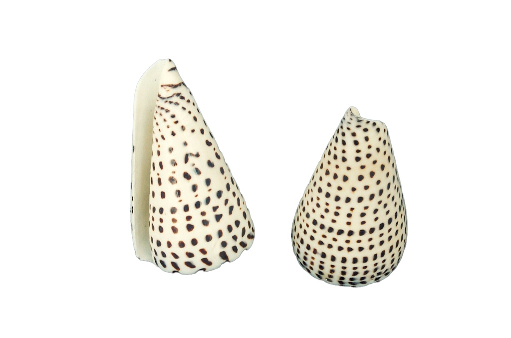 CONUS LEOPARDUS EXTRA 5" UP CM 12.5