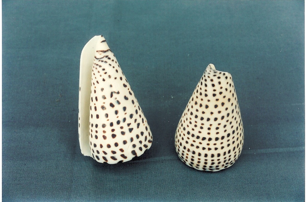 CONUS LEOPARDUS MEDIO 3" UP CM 7-8