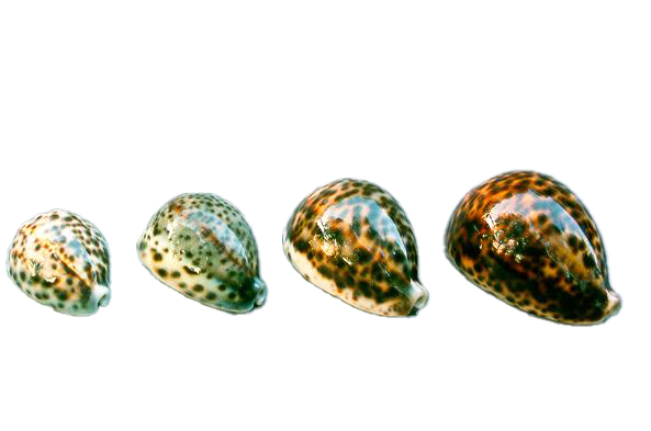 CYPREA TIGRIS PICCOLA 2" UP CM 5-6 
