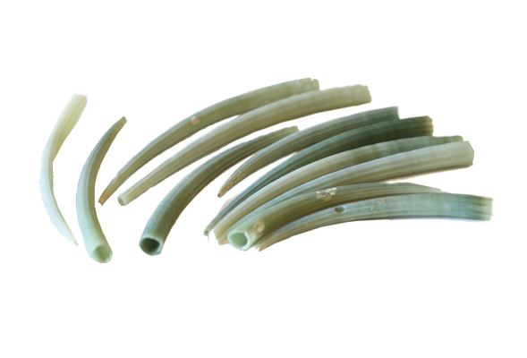 DENTALIUM VERDE H.7 