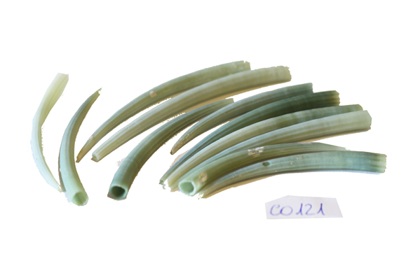 DENTALIUM VERDE H.7 
