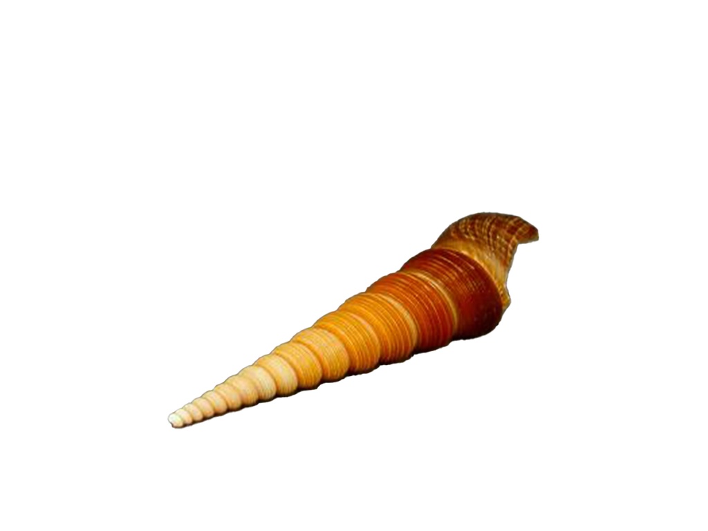 TEREBRA TURITELLA EXT CM 12 