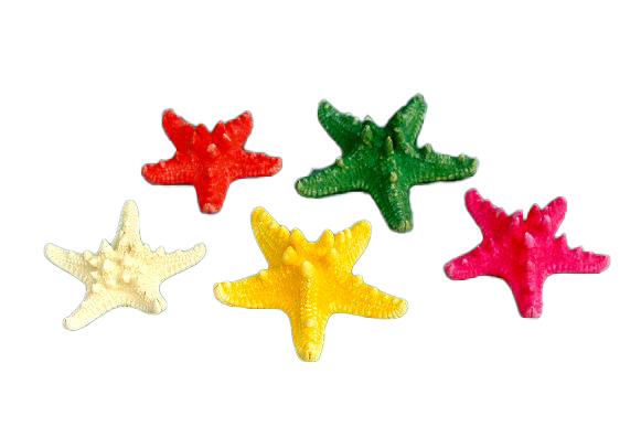 STELLE MARINE LONGISPINUS COLORATE PICCOLE CM 12-15