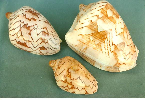 VOLUTA NOBILIS 