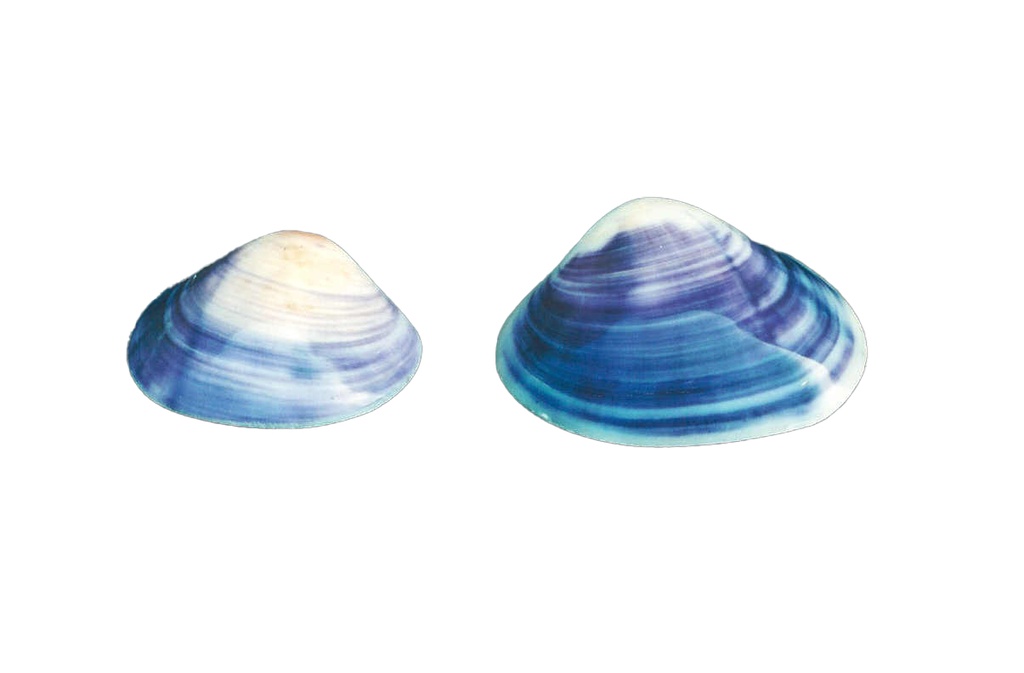 PURPLE CLAM APPAIATO EXTRA 3" UP CM 7 
