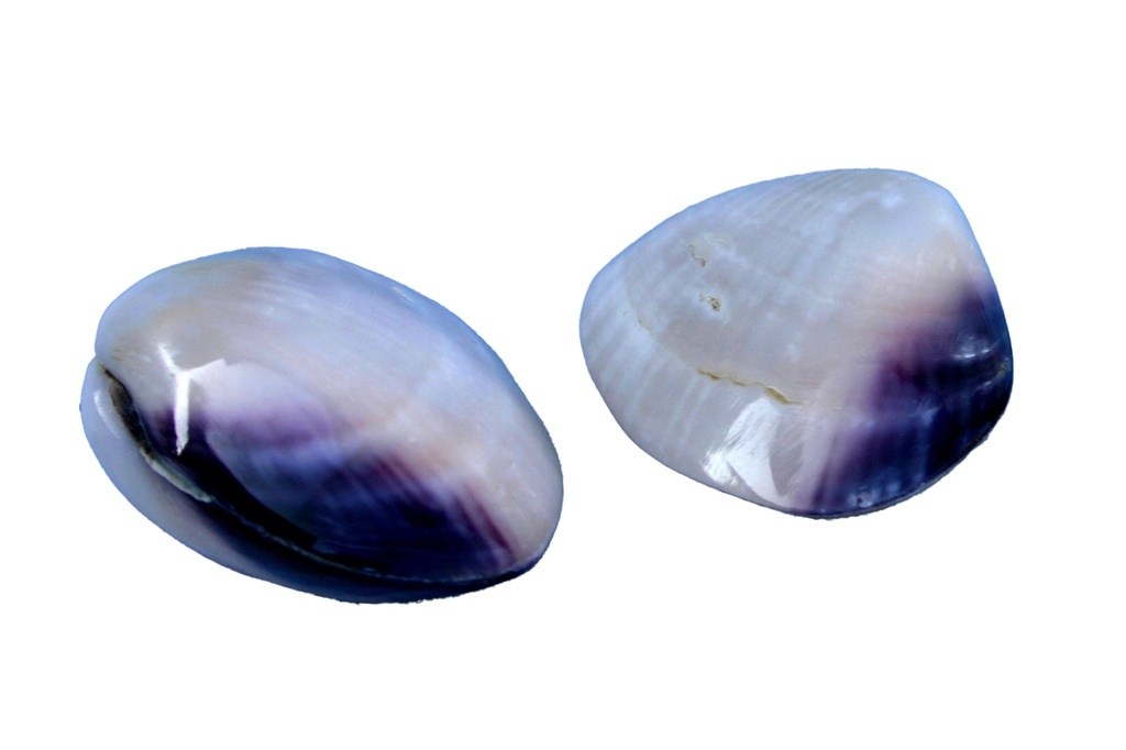 LAVANDER CLAM  CM 5 
